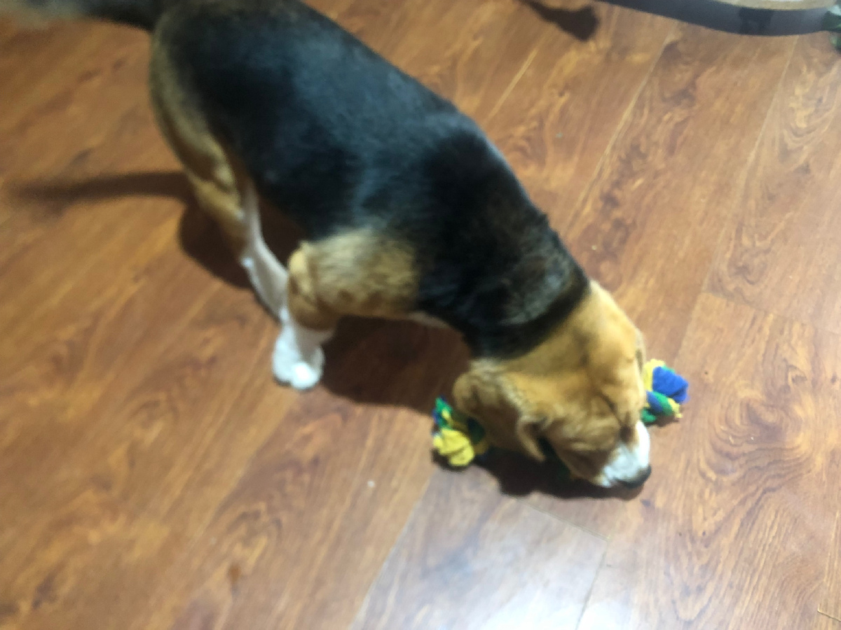 Любимая игрушка Бруно.