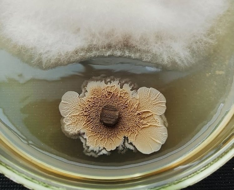    Полезные микроорганизмы из российских почв помогут росту сельхозкультур