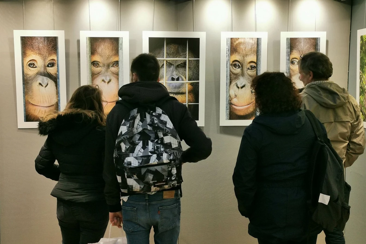 Посетители одной из выставок работ Максима в рамках проекта по защите орангутанов. Он с радостью использует возможность вести прямой диалог со зрителями. «На выставках я встречаю разных людей и беседую с ними о работе, о животных и проблемах, связанных с ними», — говорит он. © Максим Алиага