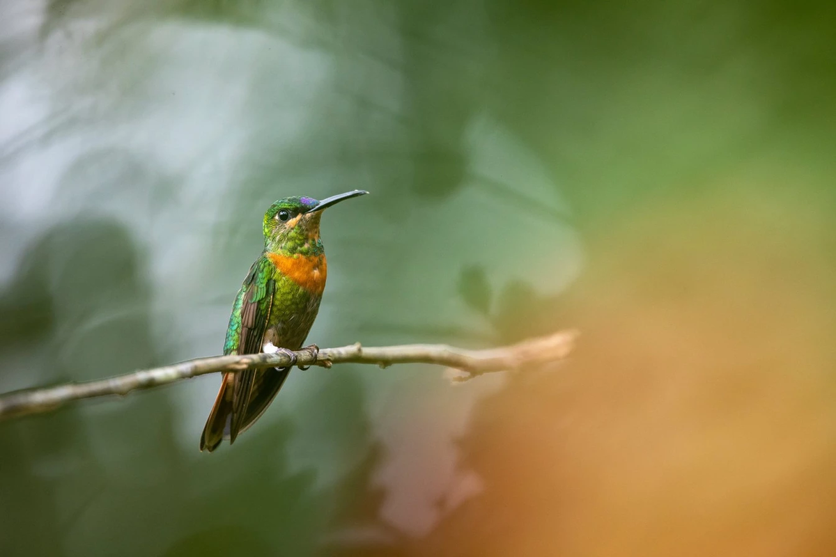 Автофокус в EOS R5 использует искусственный интеллект с глубоким обучением, который позволяет ему распознавать и отслеживать лицо и глаза объекта съемки с новым уровнем точности. Используемая здесь для съемки изумрудного колибри Гульда (Heliodoxa aurescens), эта функция отслеживания также доступна при фотографировании собак, кошек и даже автомобилей, и она работает независимо от того, что у вас - объективы RF или EF с EF-EOS R Adapter. Снимок сделан на Canon EOS R5 с объективом Canon EF 600mm f/4L IS III USM при 1/500 сек., f/4 и ISO1600. © Максим Алиага