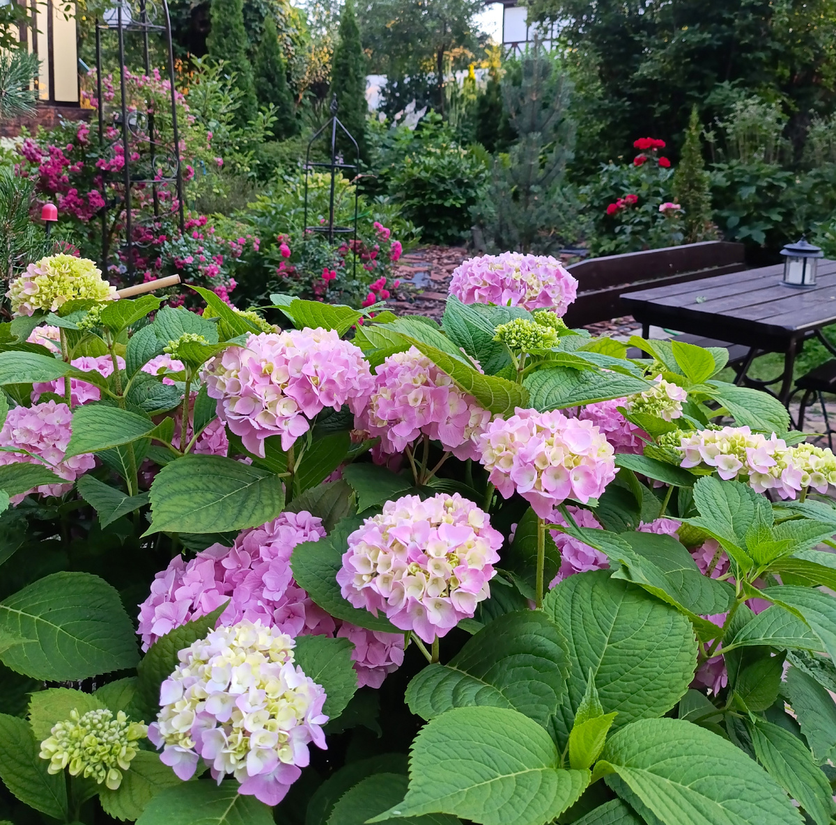 Крупнолистная гортензия в моем саду, 2024 г