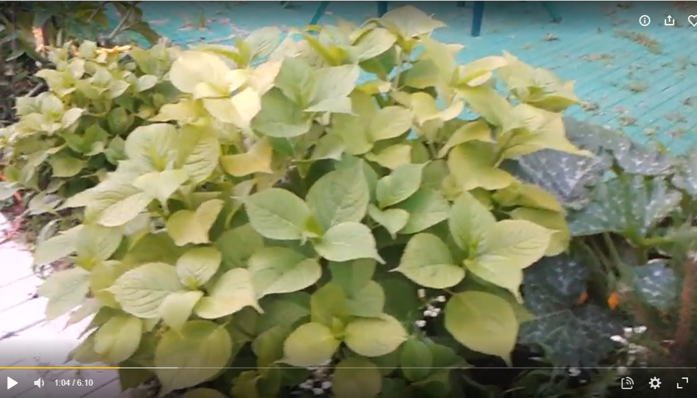 Крупнолистная гортензия в моем саду, 2015 г
