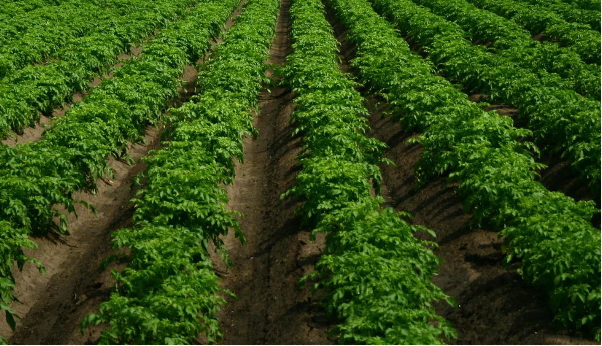 Грядки выращенного картофеля.