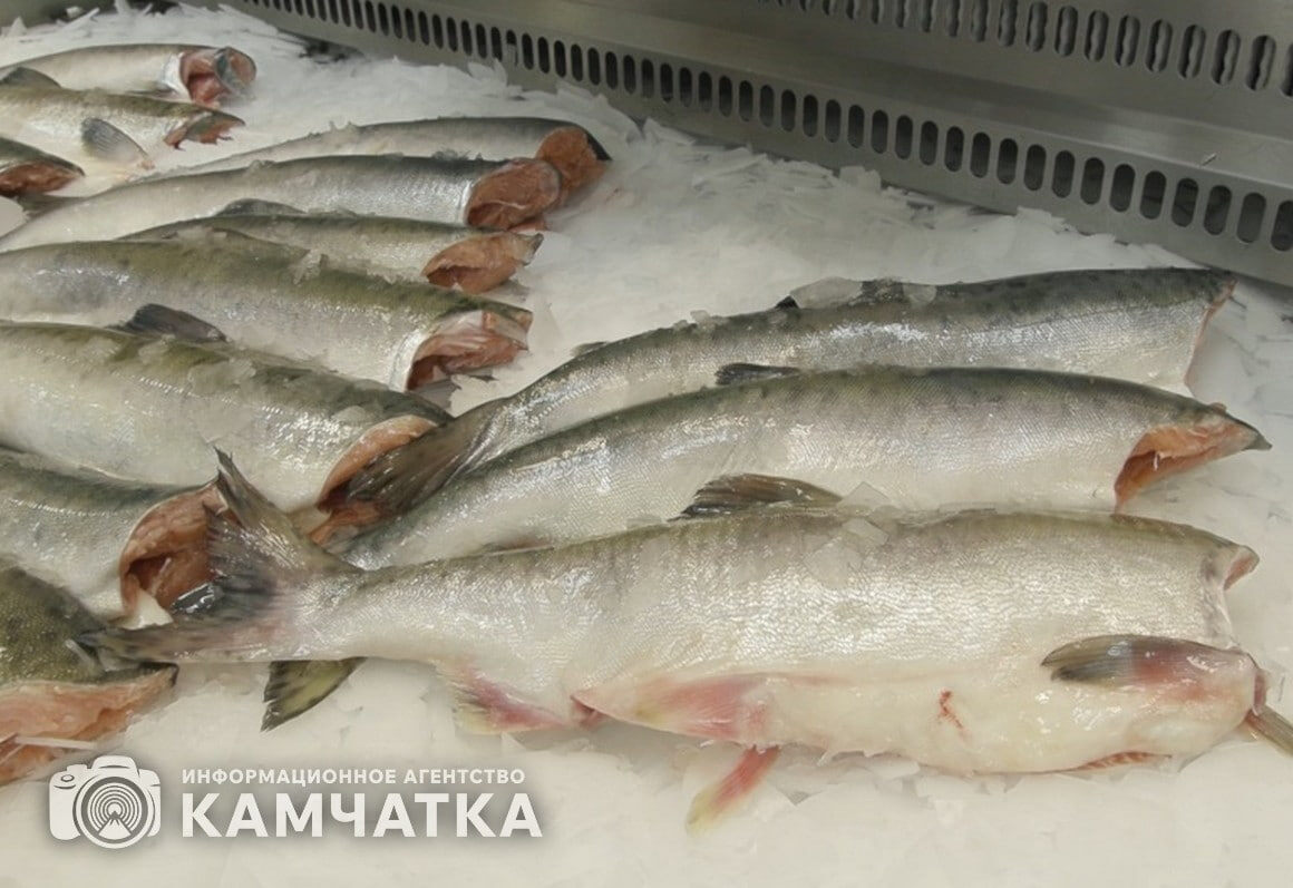 Рыба камчатская / ИА «Камчатка»