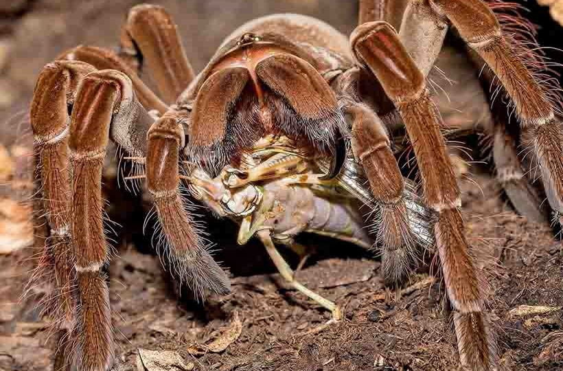 Птицеед-голиаф: Крупнейший паук планеты. Ядовитый укус и ядовитые волоски. О жизни монстра в природе