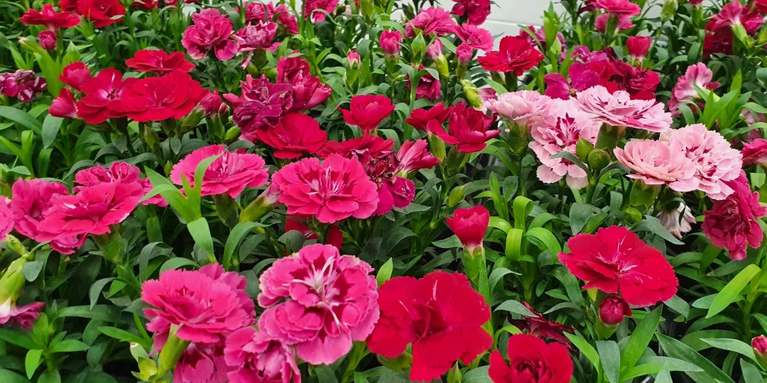 Идеальный вариант для «зазаборных» посадок: 7 садовых цветов, которые размножаются самосевом - и никаких проблем