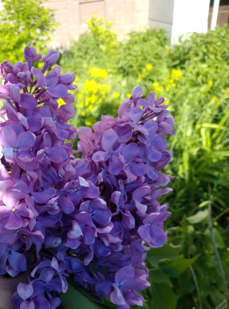 Подымите мне веки: не вижу! – сказал подземным голосом Вий – и все сонмище кинулось подымать ему веки. Вий Н.В.Гоголь