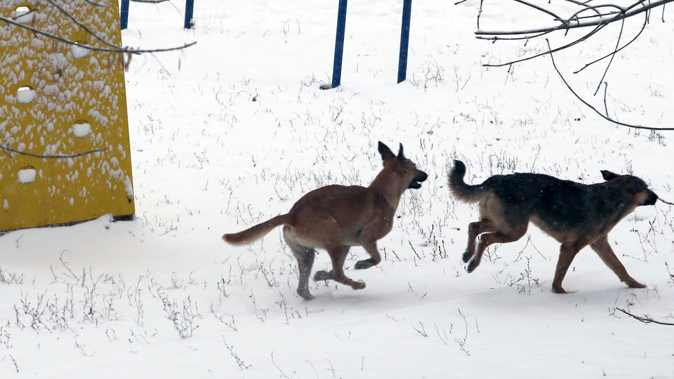Фото: Юрий Стрелец / Коммерсантъ