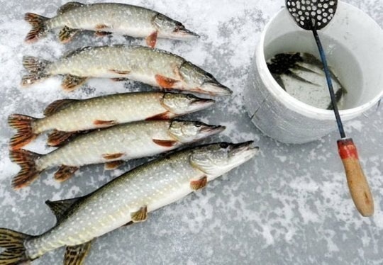 Добавьте описание