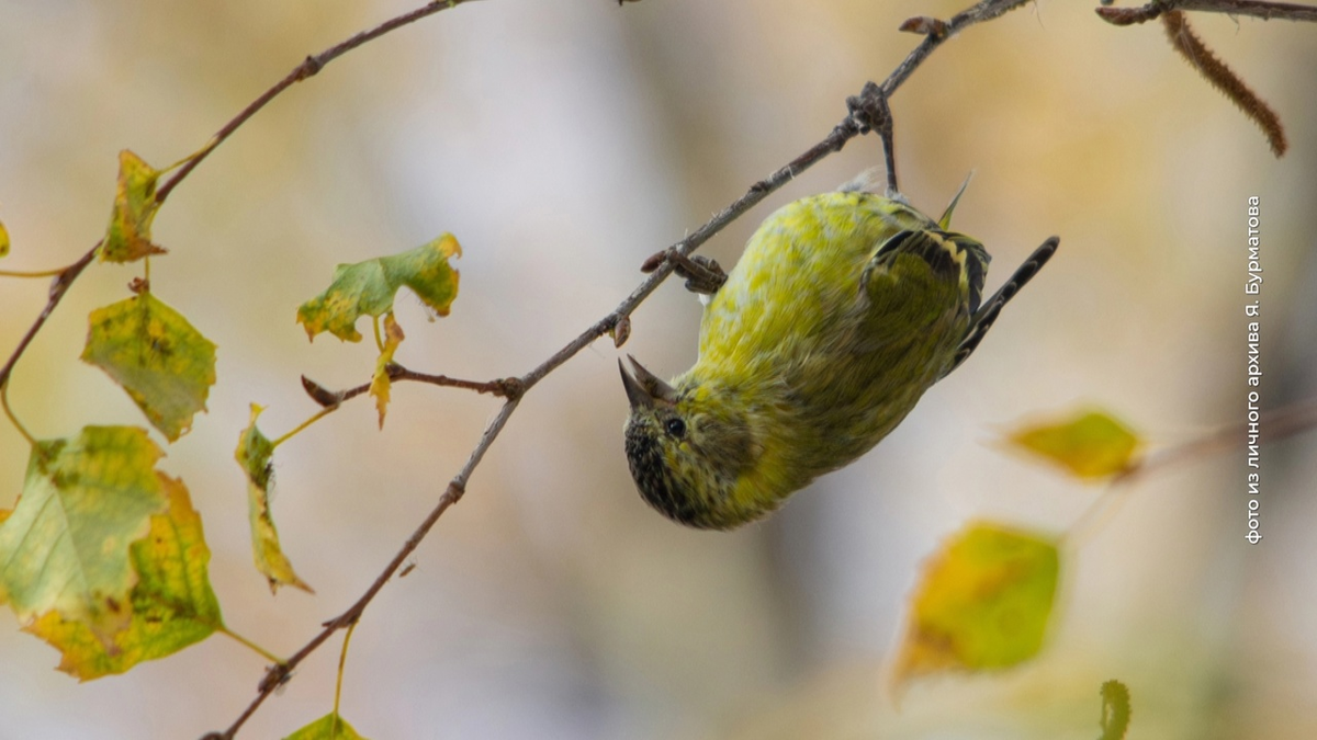 Встреча с редкими птицами - настоящая удача для бёрдвотчера
