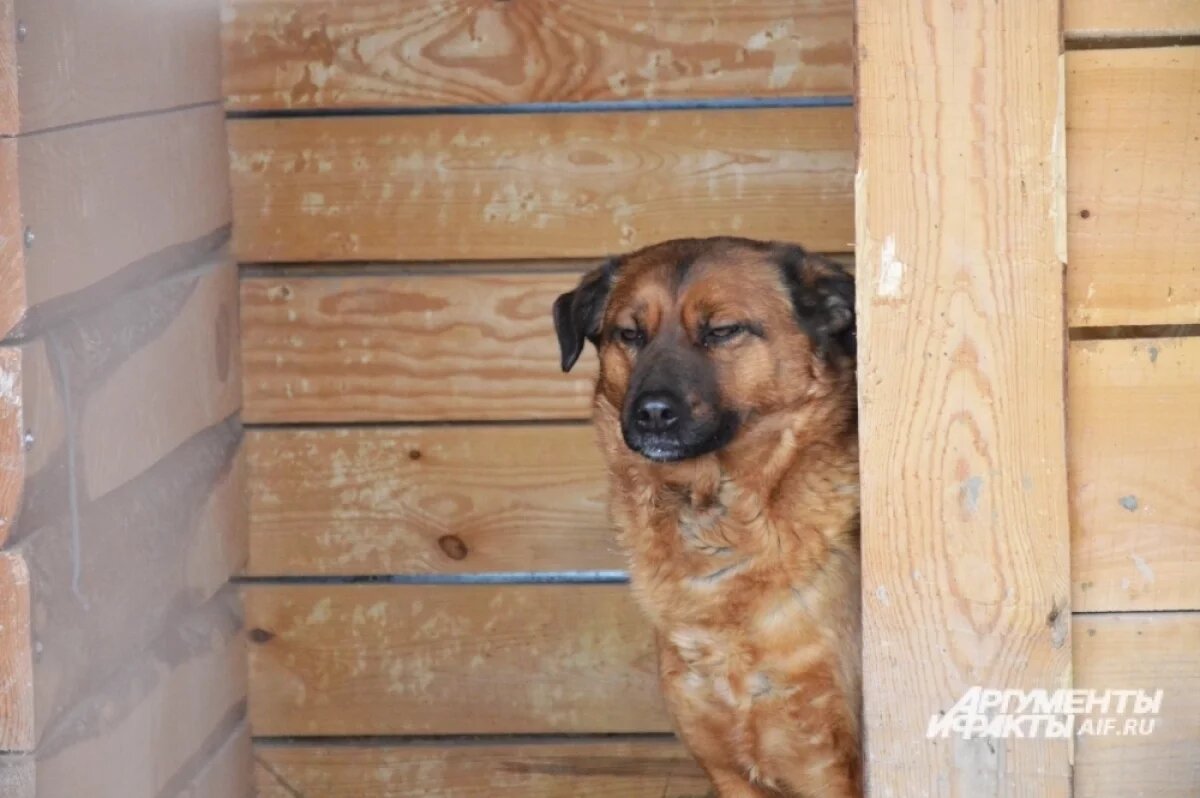    В Крыму более 800 агрессивных животных поместили в приюты за 5 лет