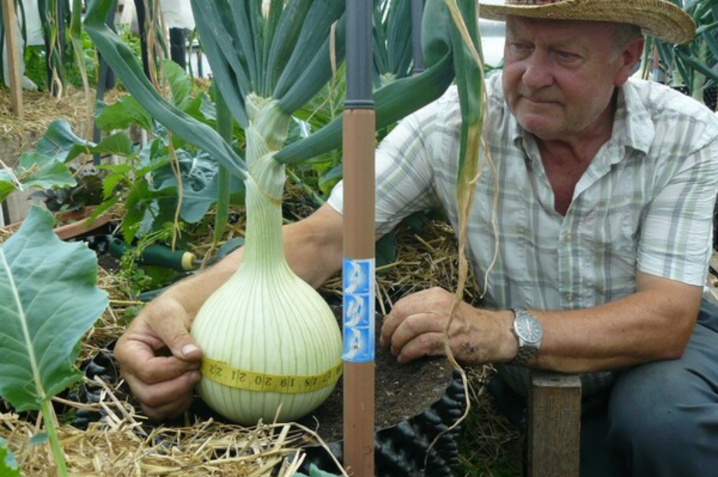 Выращивание выставочного лука