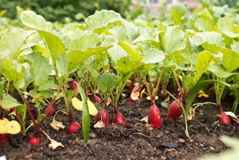 бурно растут листья, а корнеплоды не развиваются - избыток азота.