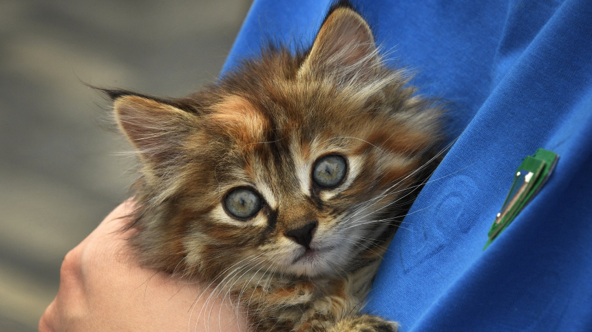    Фото: © РИА Новости/Виталий Аньков; 5-tv.ru