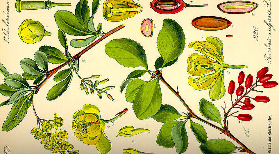   Prof. Dr. Otto Wilhelm Thomé, Flora von Deutschland, Österreich und der Schweiz / Wikimedia Commons / CC-PD-Mark