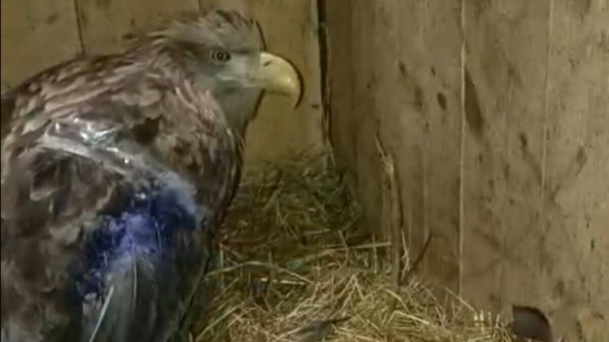 Фото: Госкомитет РТ по биоресурсам