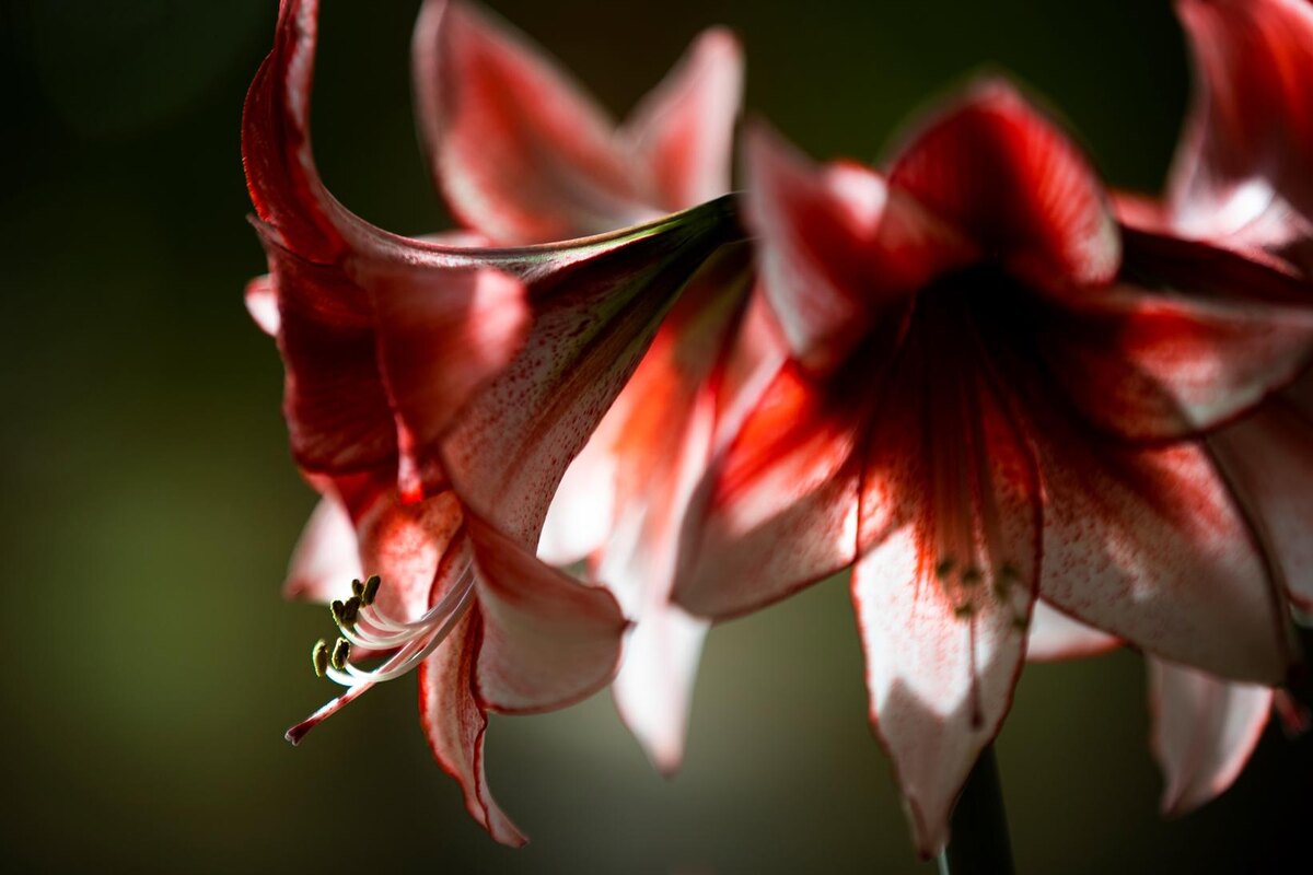 Выставка "Весна в Царицынских оранжереях". Фотографии: tsaritsyno-museum.ru