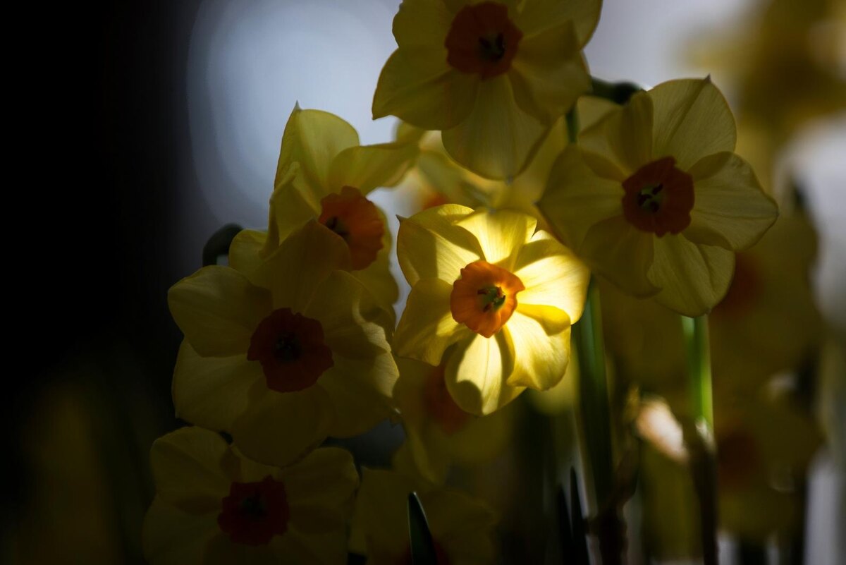 Выставка "Весна в Царицынских оранжереях". Фотографии: tsaritsyno-museum.ru