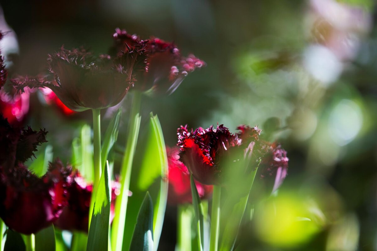 Выставка "Весна в Царицынских оранжереях". Фотографии: tsaritsyno-museum.ru