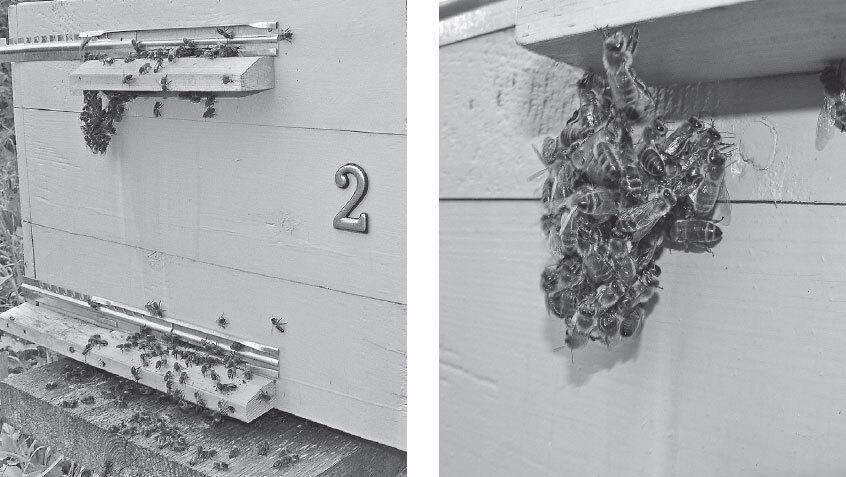 Пчелы перед роением