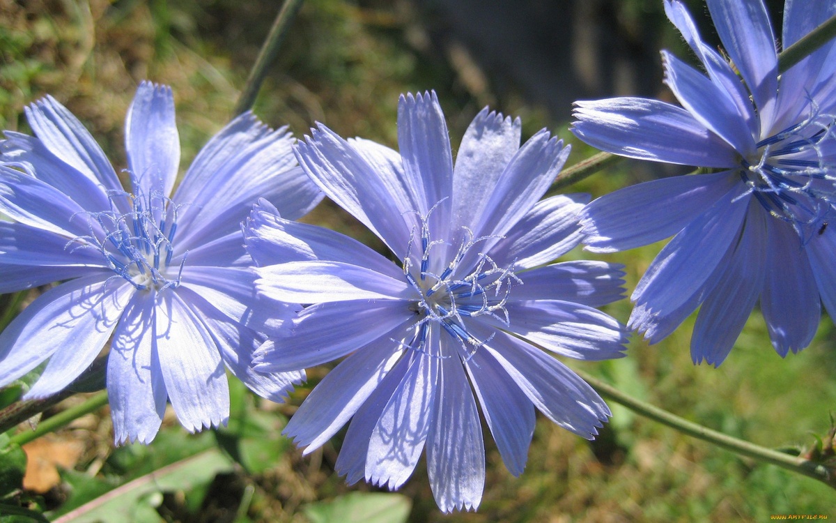 Цветки цикория