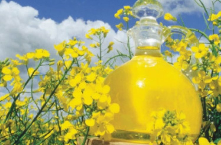    Более чем в 25 раз нарастила отгрузки рапсового масла за рубеж Липецкая область