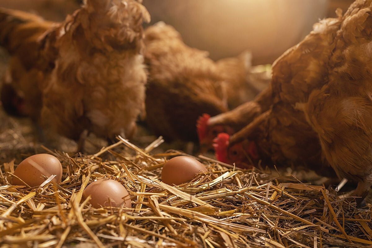 Сено, солома и опилки — самые распространенные подстилки в курятнике. Источник: Shutterstock📷
