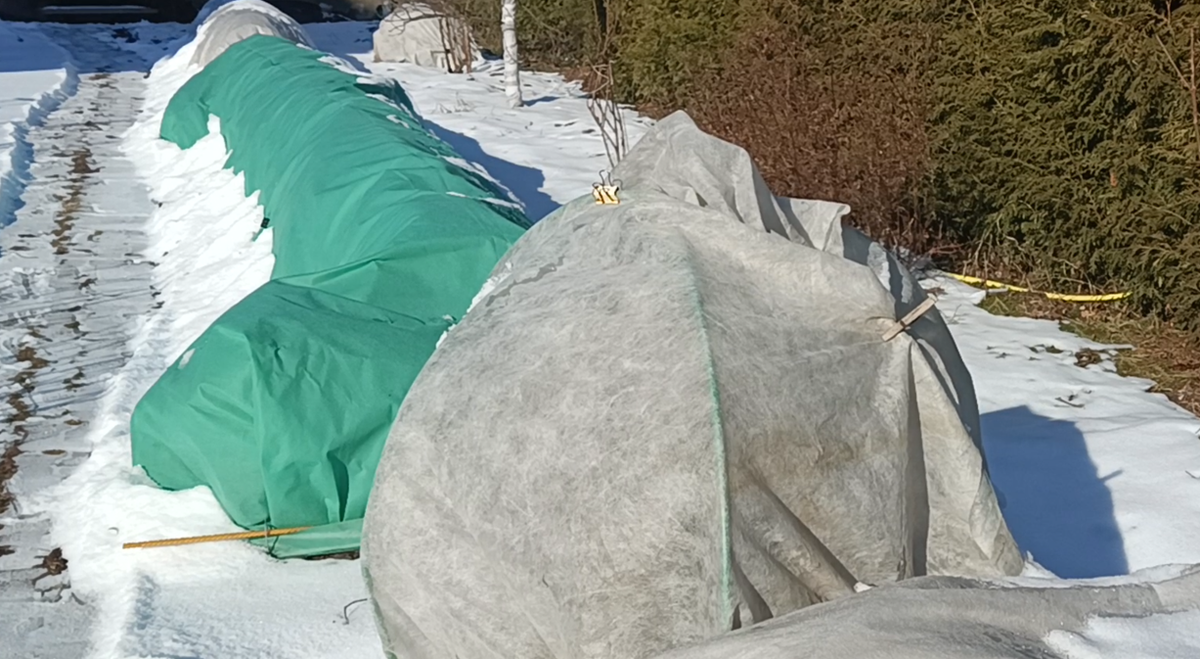 Начало марта. Розы под укрытием. Слой снега 3-4см, к розам присыпали снег с дорожек.