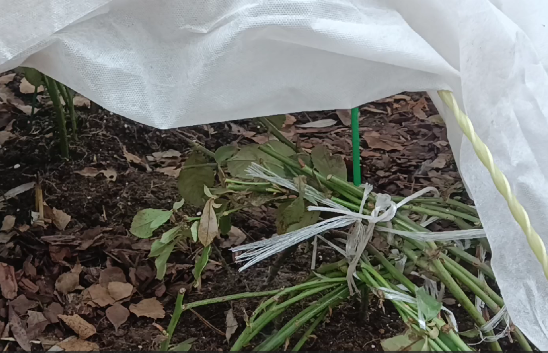 Побеги зеленые, черных не видно, уже хорошо.