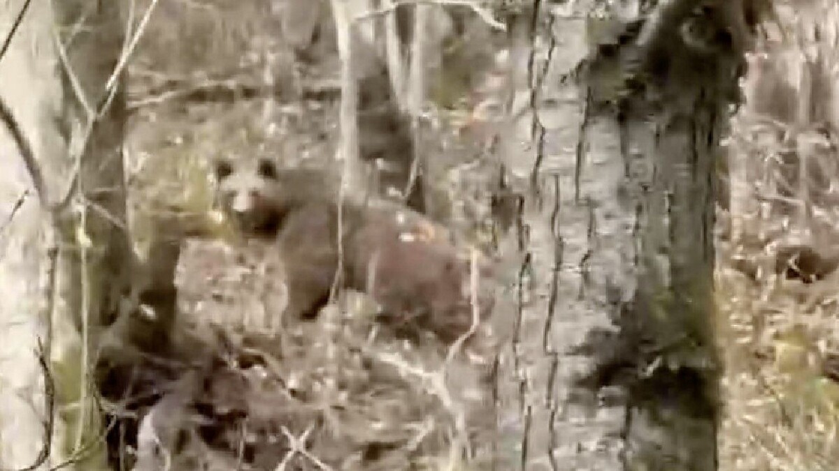    Фото: t.me/chpkrasnodara