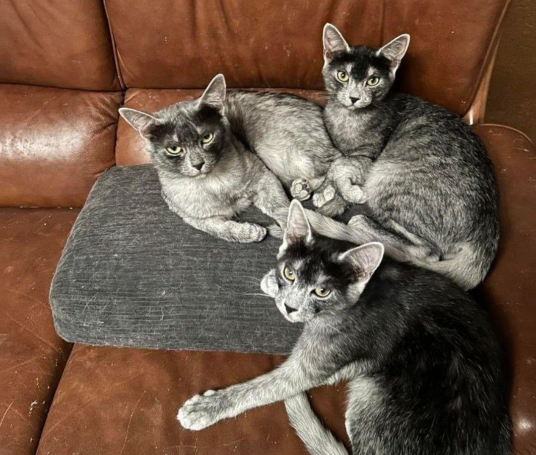 Трансильванские кошки Фото: Pinterest