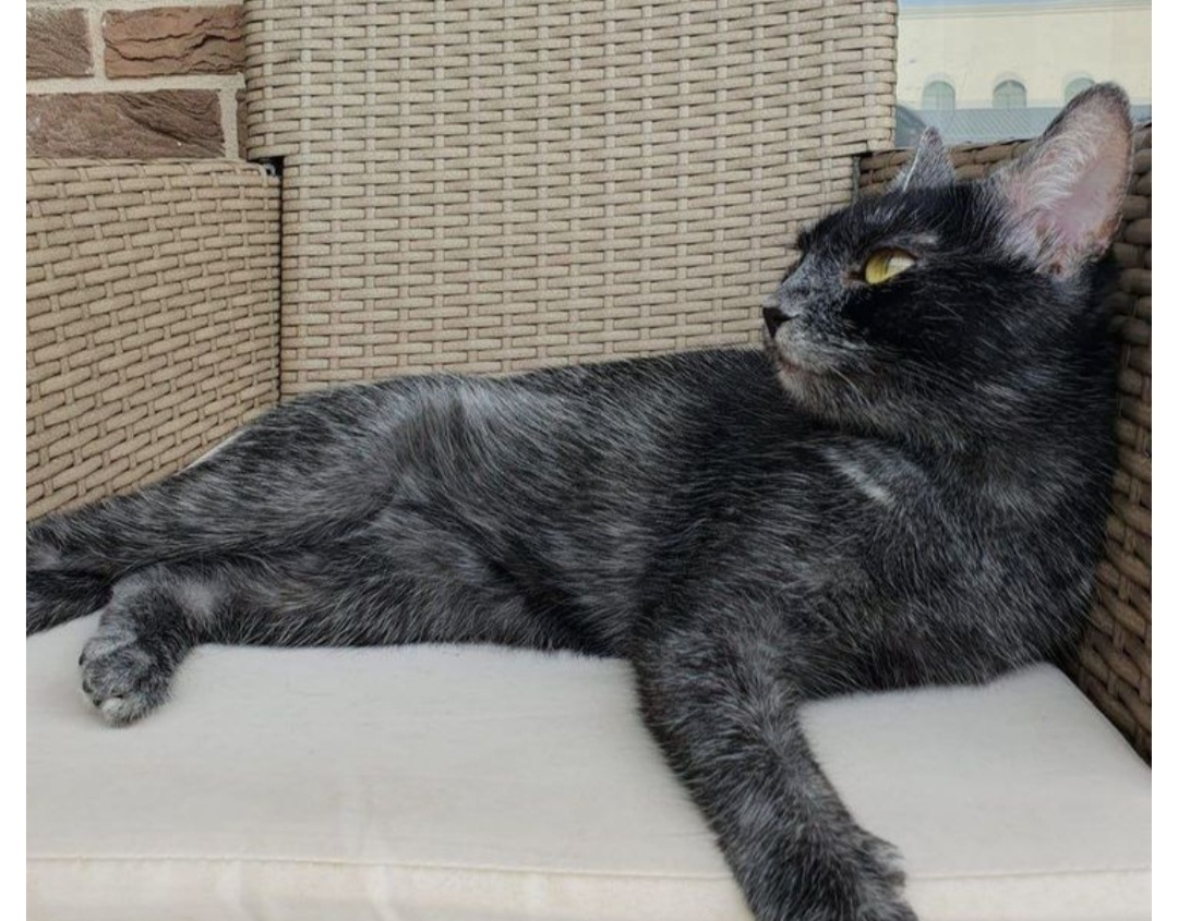 Трансильванский кот Фото: Pinterest