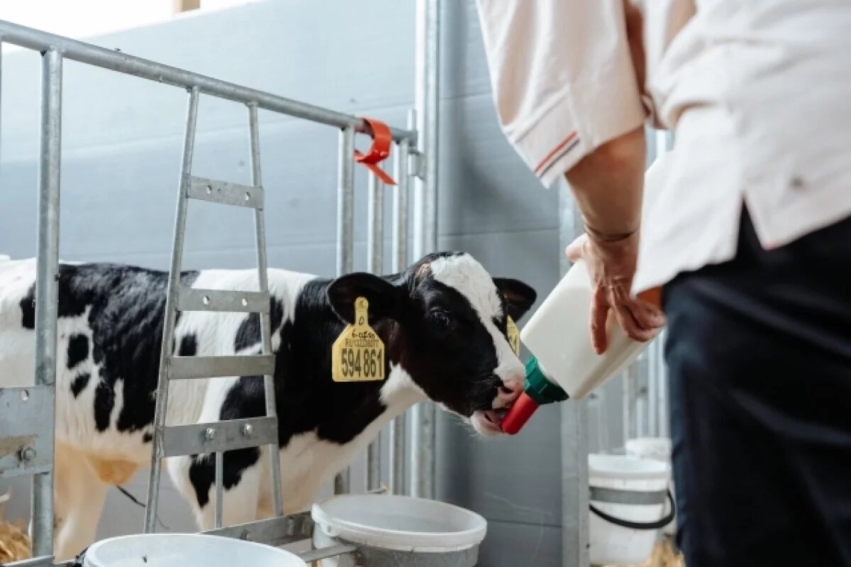    В связи с дефицитом кадров в Новосибирской области закрываются фермы