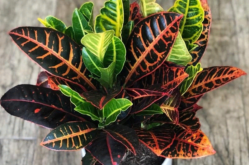 Весь покрытый чёрным, абсолютно весь