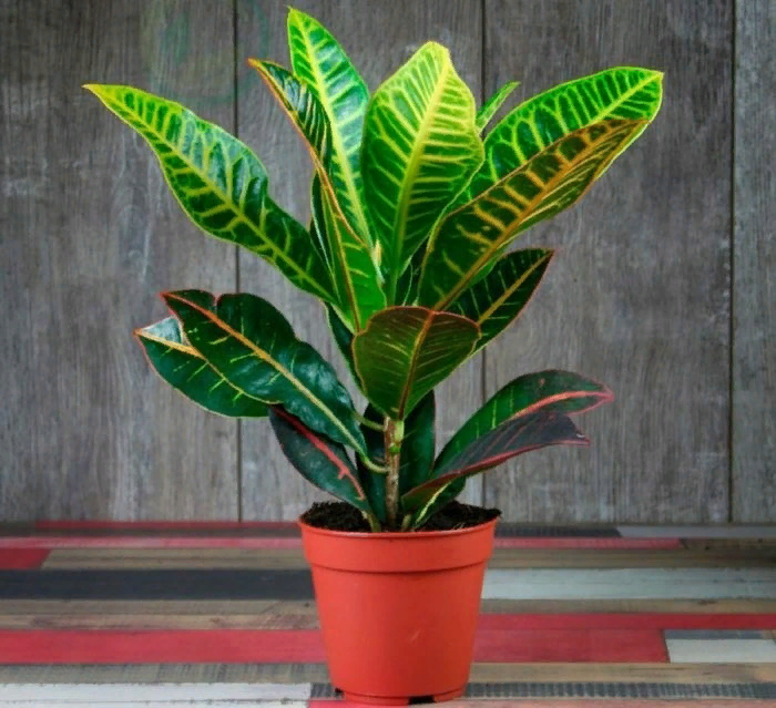 Это точно не дерево?