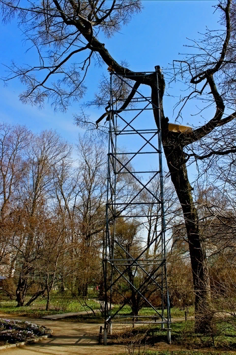 Старушка лиственница