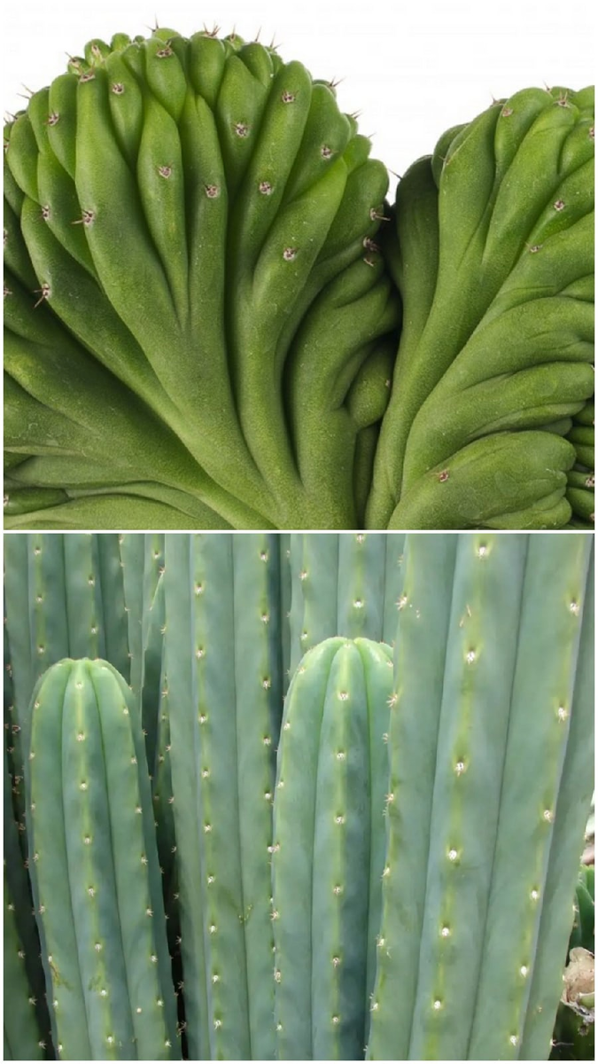 Трихоцереус эхинопсис пачаной кристата и его не мутировавший друг