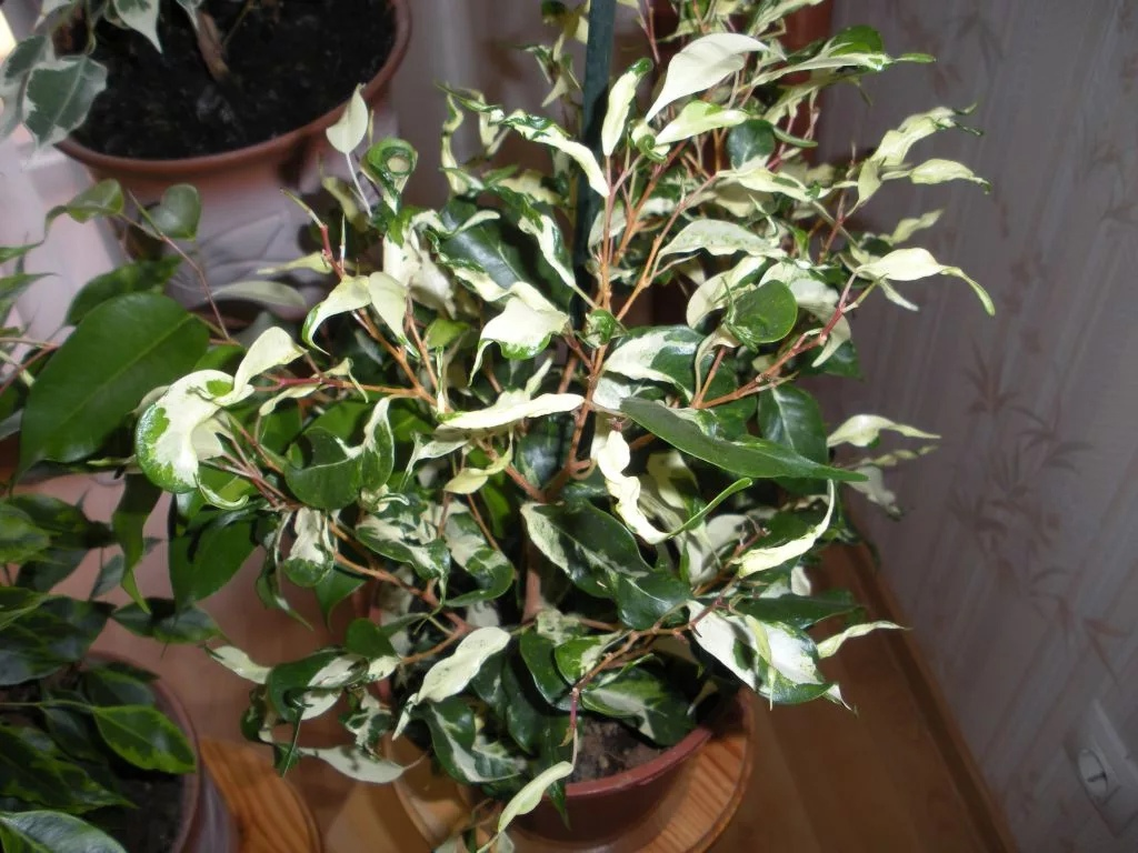 Листья максимально разные и непохожие друг на друга - это Curly