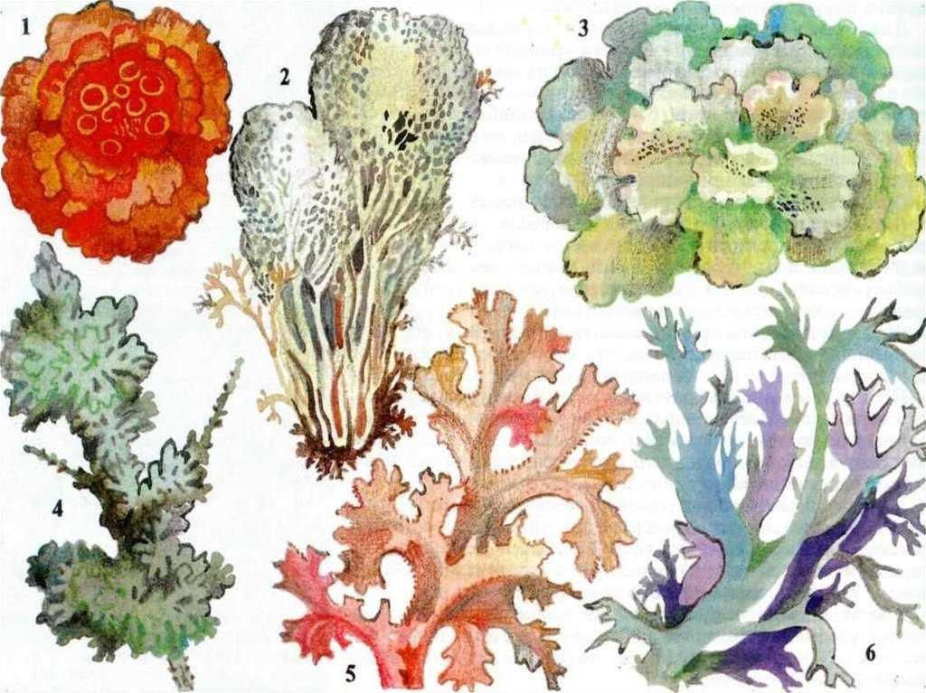 Разнообразие лишайников