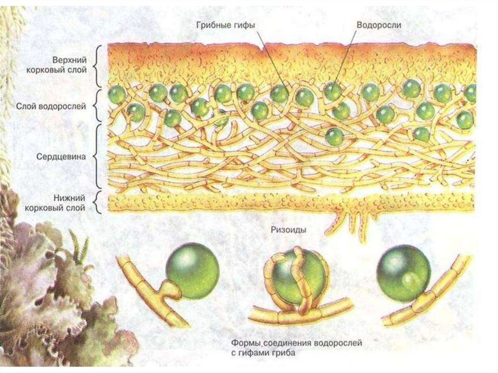 Приблизительно так выглядят мелкие частицы водорослевой части, обхватываемые грибной частью.