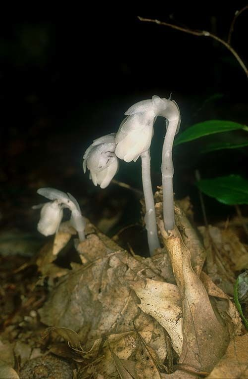 Подъельники ночью, при полной луне (но это не точно)