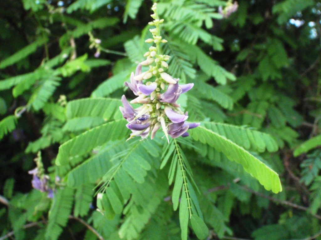 �������� ��������