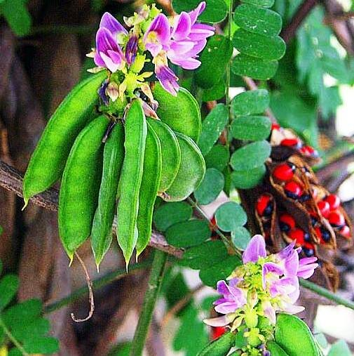 ����� �� �����