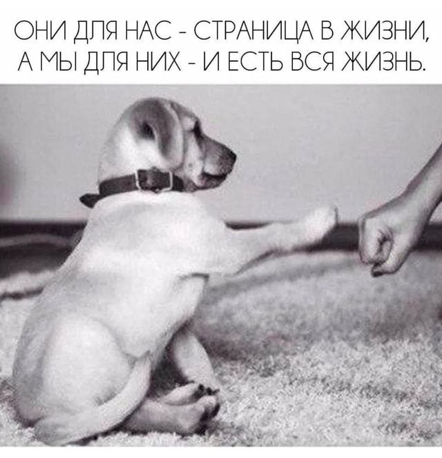 Яндекс.Картинки