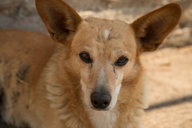 Гугл Картинки