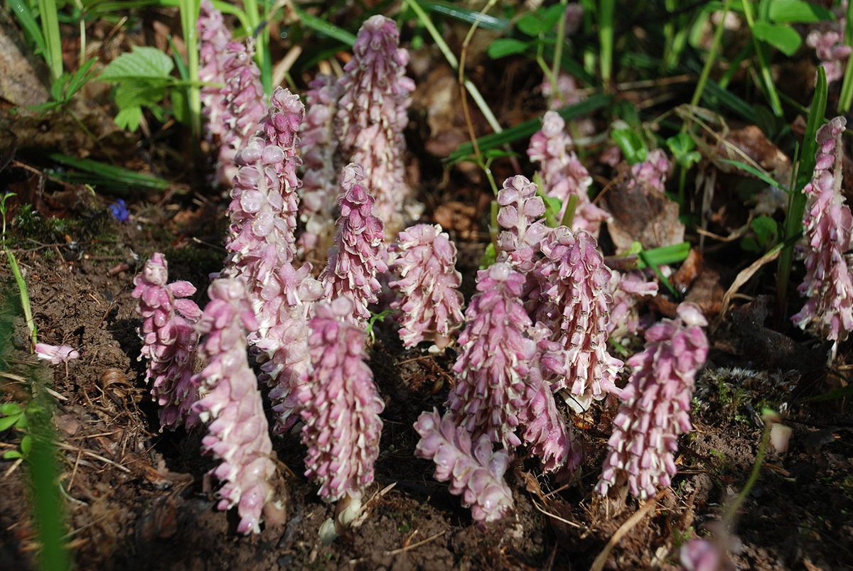 Весенний виноградик