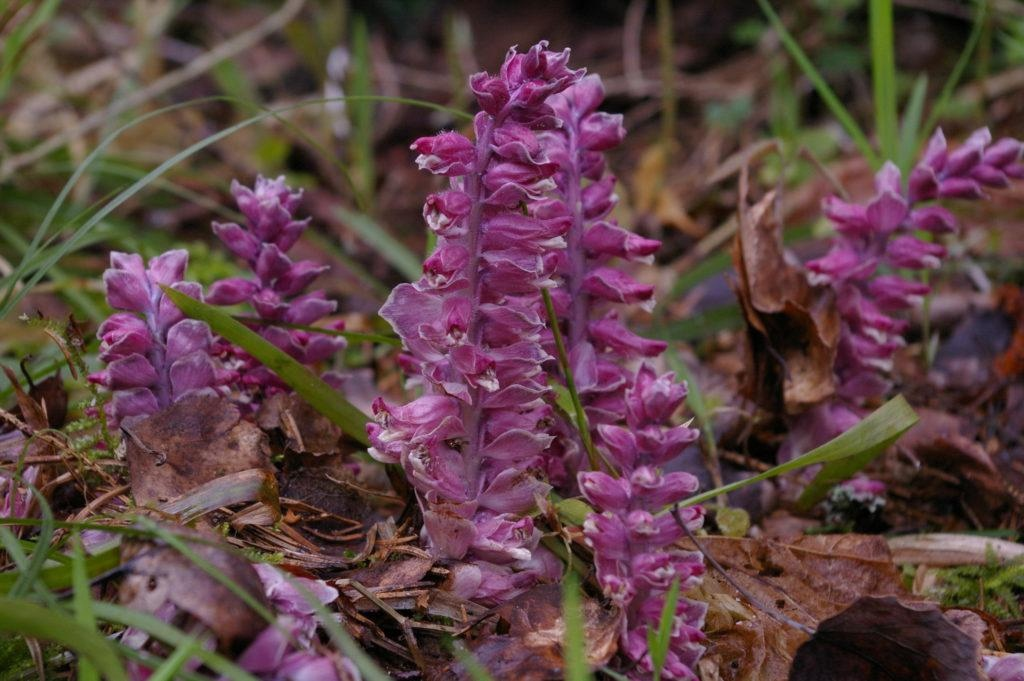 Цветы бывают разных оттенков фиолетового