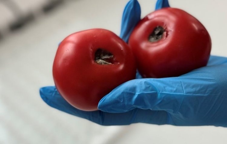    В партии томатов из Казахстана выявили опасный карантинный вирус