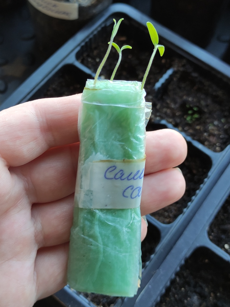 Три из трёх, всхожесть 100%.