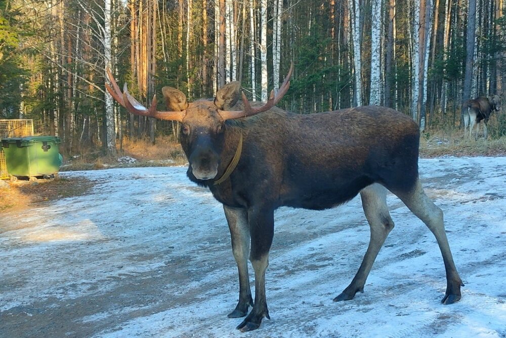 Яша может уйти на несколько месяцев, но всегда возвращается к своим спасителям Фото: Пресс-служба НП «Зюраткуль»